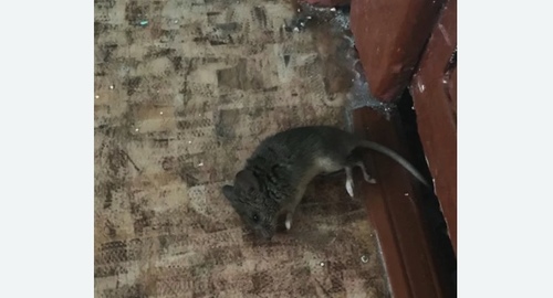 Дезинфекция от мышей в Донском районе Москвы